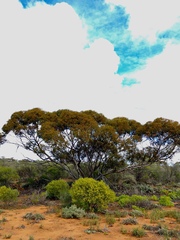 Eucalyptus oleosa oleosa