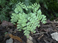 Adiantum trapeziforme