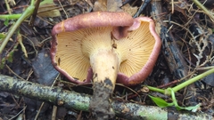 Cantharellus violaceovinosus