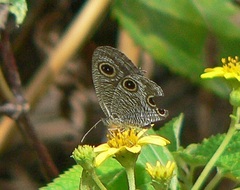 Ypthima multistriata