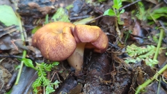 Cantharellus violaceovinosus