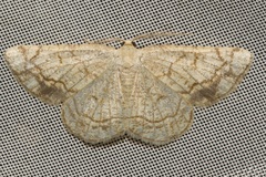 Stegania dilectaria