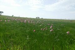 Crinum campanulatum