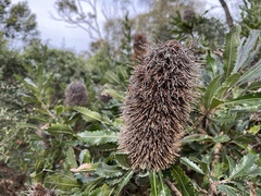 Banksia serrata