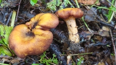 Cantharellus violaceovinosus