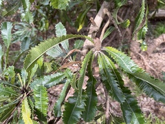 Banksia serrata