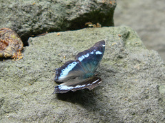 Kaniska canace