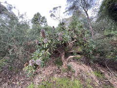 Banksia serrata