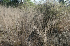 Pogonarthria squarrosa