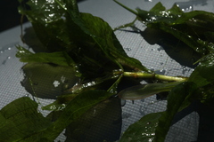 Potamogeton lucens