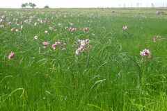 Crinum campanulatum