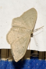 Idaea aversata