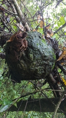 Brachygastra mellifica