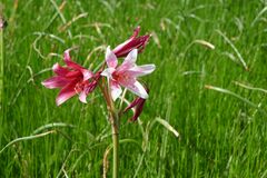 Crinum campanulatum