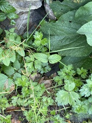 Potentilla indica