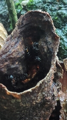 Brachygastra mellifica