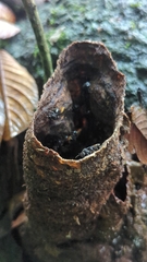 Brachygastra mellifica