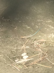 Anatololacerta pelasgiana