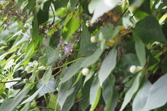 Hydrangea involucrata