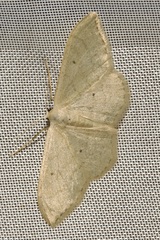 Idaea aversata