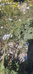 Dimorphotheca pluvialis