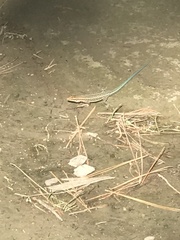 Anatololacerta pelasgiana