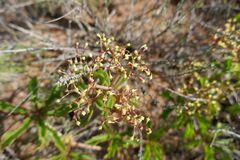 Cyphostemma quinatum