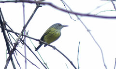 Todirostrum maculatum