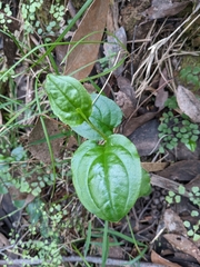 Hackelia latifolia