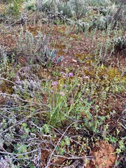 Brachyscome ciliaris