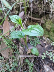 Hackelia latifolia