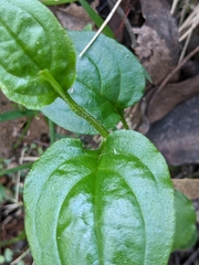 Hackelia latifolia