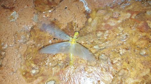 Nevromus austroindicus photo 3