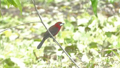 Ramphocelus carbo