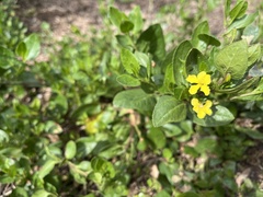 Goodenia ovata