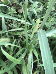 Phaneroptera falcata