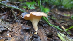 Cantharellus violaceovinosus