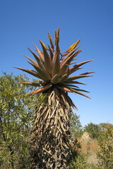 Aloe marlothii