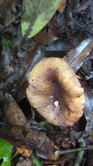 Cantharellus violaceovinosus