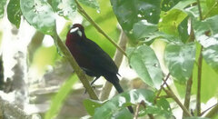 Ramphocelus carbo