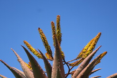 Aloe marlothii
