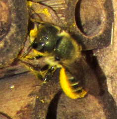 Osmia coloradensis