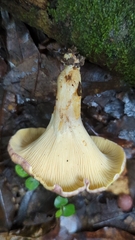 Cantharellus violaceovinosus