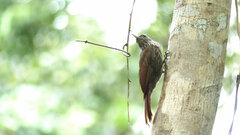 Xiphorhynchus guttatus