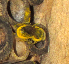 Osmia coloradensis
