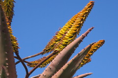 Aloe marlothii