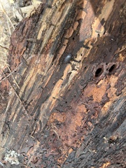 Armadillidium vulgare