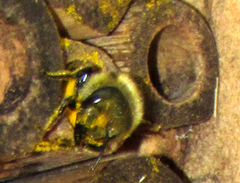 Osmia coloradensis