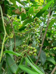 Flagellaria indica