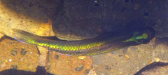 Actinopterygii
